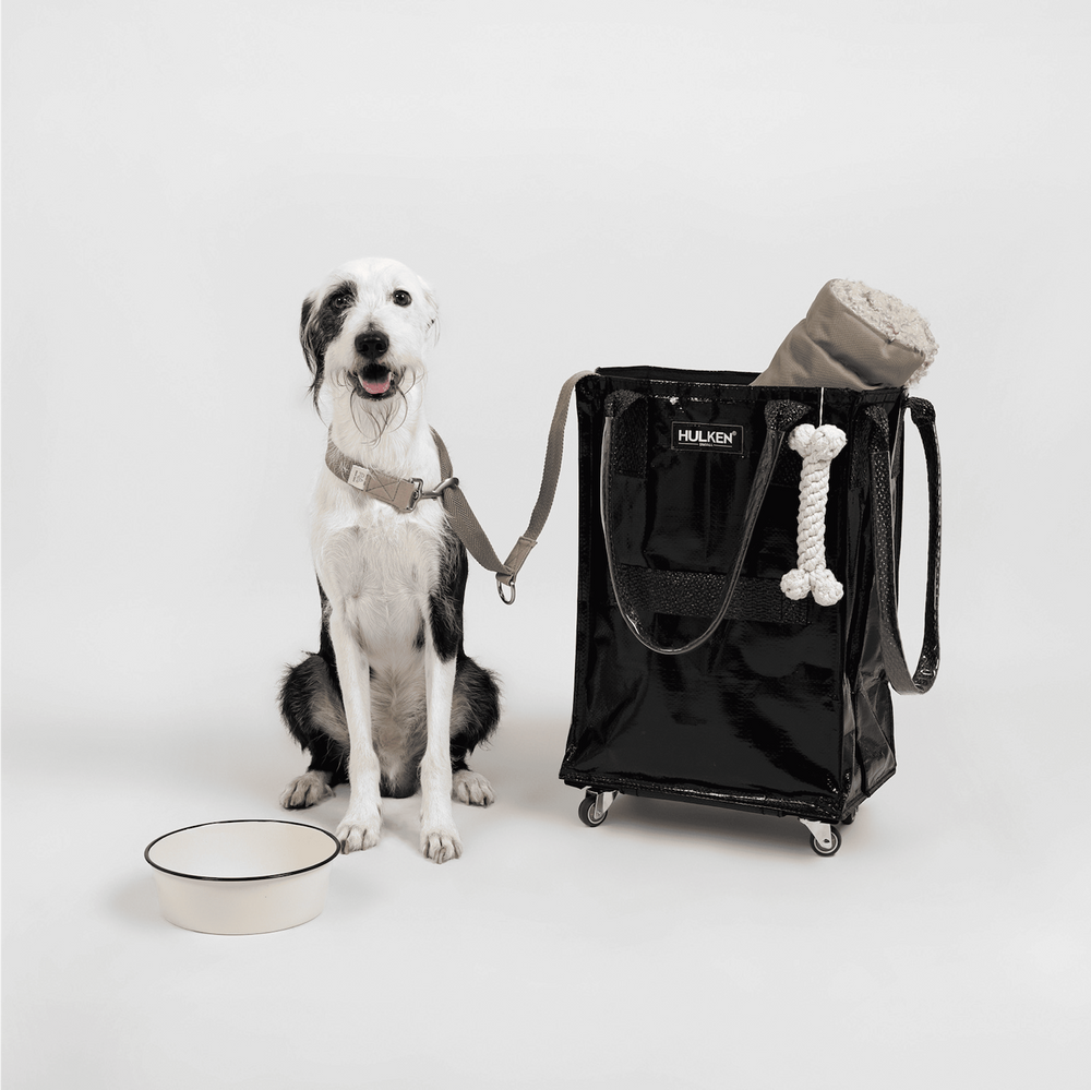 A dog next to a black tote bag